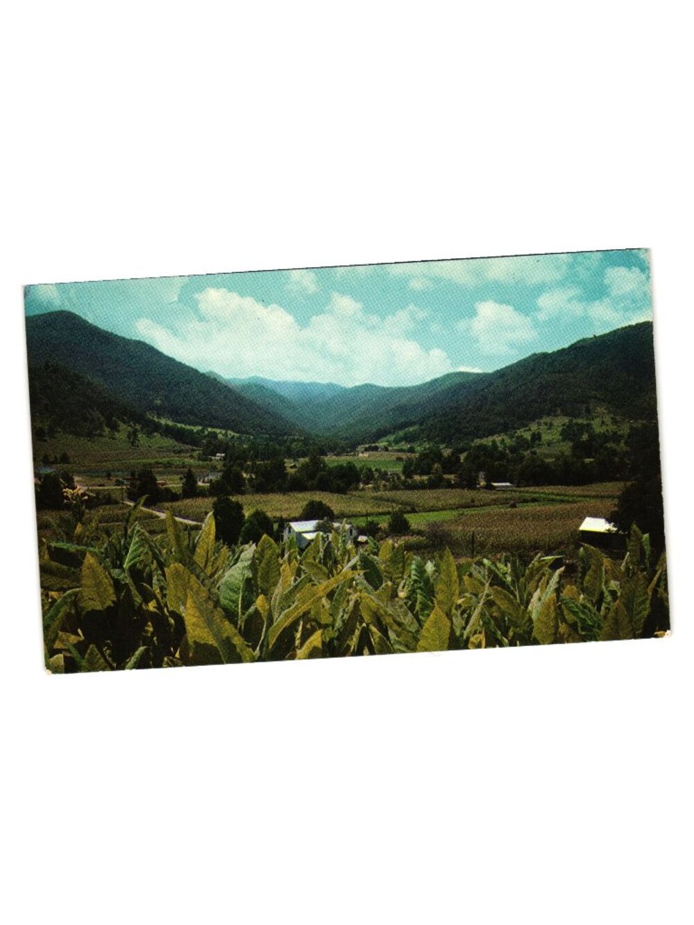 Maggie Valley Western NC Vintage Postcard Burley Tobacco Balsam Mountains 1971